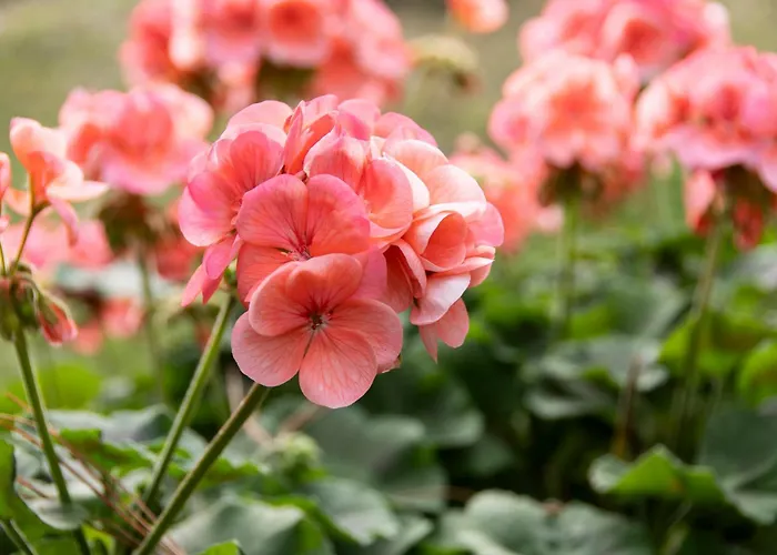 Schaivel شقة Müstair