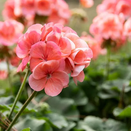 Schaivel Lägenhet Müstair